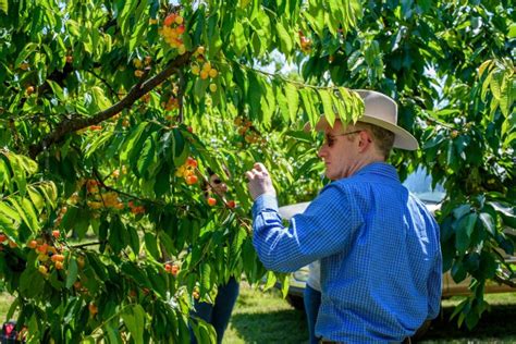 Wsu Tree Researchers Attempt To Prevent Little Cherry Disease The