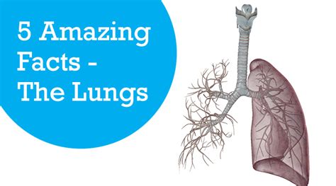 5 Amazing Facts The Lungs News Evolve College