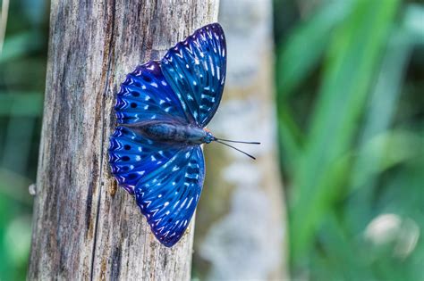 Butterfly Tree Blue Nature Animals Close Up Wallpapers Hd