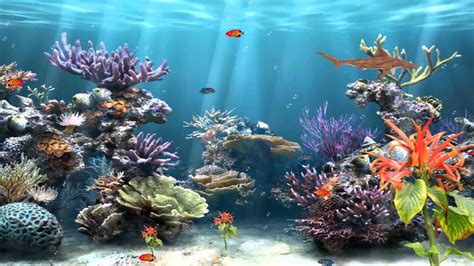 Fondo De Arrecife De Coral Papel Tapiz De Peces En Movimiento