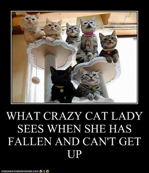 What Crazy Cat Lady Sees When She Has Fallen And Cant Get Up Lolcats