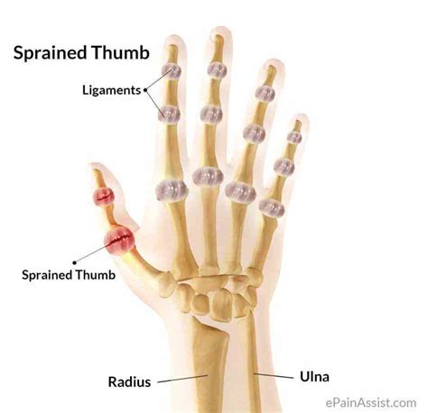 The Anathomy Of A Thumb