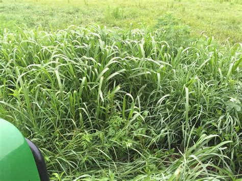 For some people, bermudagrass (see top two images) makes a nice lawn. Johnson grass is like candy to cows - Ninja Cow Farm