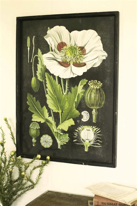 Framed Botanical Print | Framed botanical prints, Framed ...