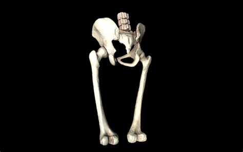 Hip Joint Hip Bone Sacrum Femur Only B 3d Model Animated Obj 3ds