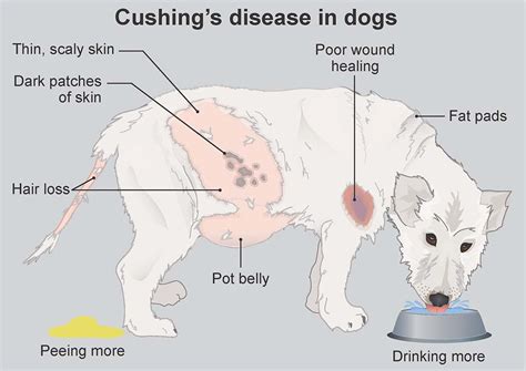 Cushing's disease, also known as cushing's syndrome, hyperadrenocorticism, or hypercortisolism, is a condition that usually affects older dogs. Cushing's Disease in Dog (Symptoms, Treatment, and Care)