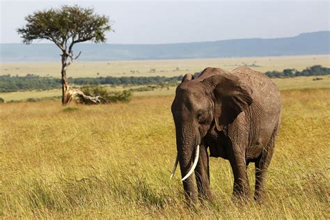 African Savanna Elephant By