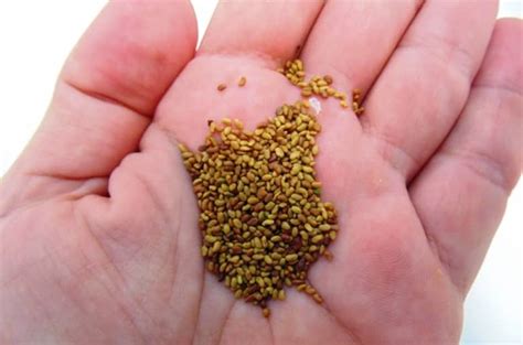 Cómo Sembrar Semillas De Alfalfa Tasa óptima De Siembra De Alfalfa Y