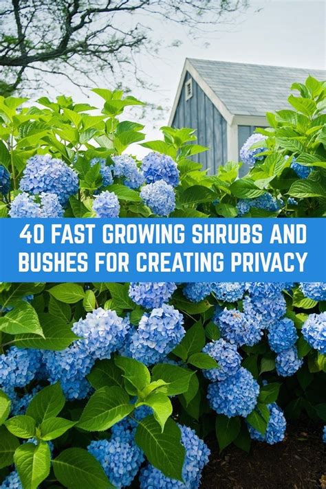 It is younger than two centuries old but already has more than two million adherents in. 40 Fast Growing Shrubs and Bushes For Creating Privacy ...