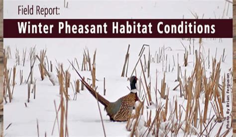 Pheasants Forever Releases State By State Upland Habitat Conditions