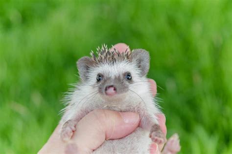 This guide will cover the pros and cons of sighthounds, so you can decide for yourself whether they so if you've been thinking of adopting a sighthound and wondering if they make good family pets let's cover some key sighthound pros and cons and other important things you need to know before. Hedgehog as a Pet: Pros and Cons - Heavenly Hedgies