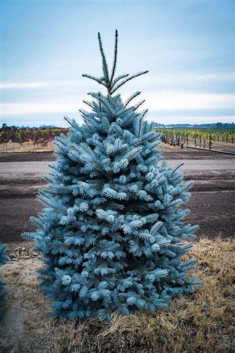 Baker's Blue Colorado Spruce Trees For Sale | The Tree Center™