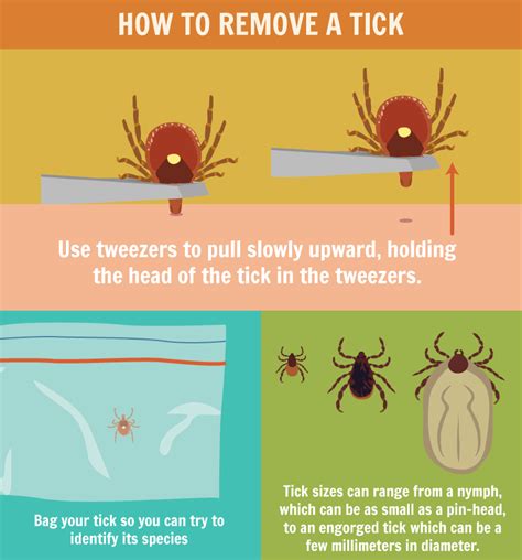 Heres What You Need To Know About Ticks Beyond The Basics Health