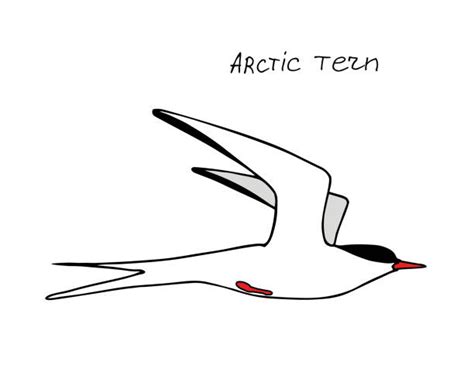 70 Arctic Tern Illustrations Stock Illustrations Royalty Free Vector