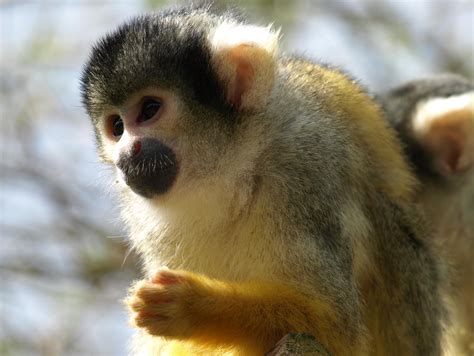 Cute capuchin monkey free image download