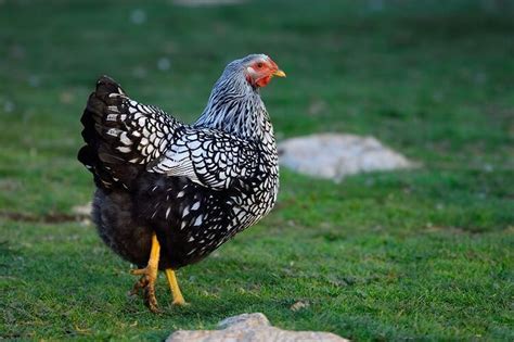 The Complete Silver Laced Wyandotte Care Guide Chickens And More In