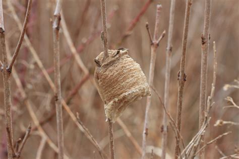 Chinese Mantis Egg Case — Craig Elston