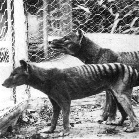 Pubity News On Twitter Long Extinct Tasmanian Tiger May Still Be