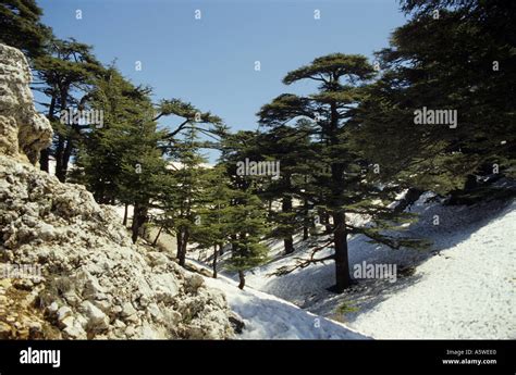 Lebanon Bcharre Snow On The Lebanese Cedars Trees At Spring Stock Photo