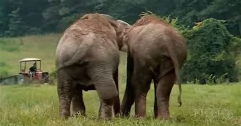 Former Circus Elephants Separated For 22 Years As Cameras Capture Tear