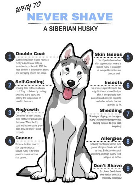 Siberian Husky Dog Facts Things To Know Before Getting A Husky Artofit