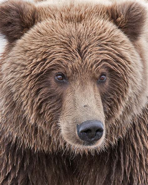 Coastal Brown Bear Closeup Photograph By Gary Langley