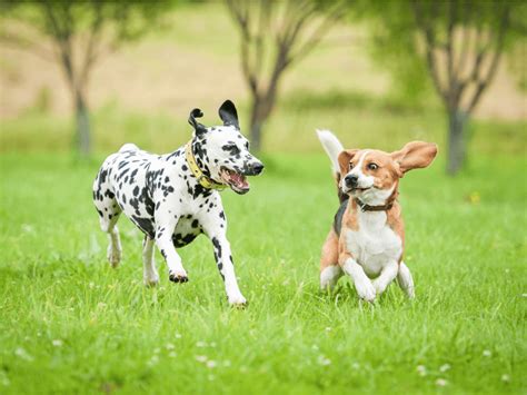 Buy a proper dog and choose a simple race to start with. The Dog Trainer : Wild Excitement Around Other Dogs | Dog ...