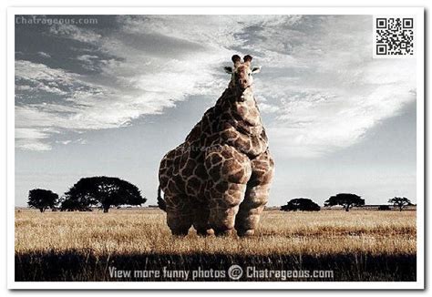 Fat Giraffe Quotes Quotesgram
