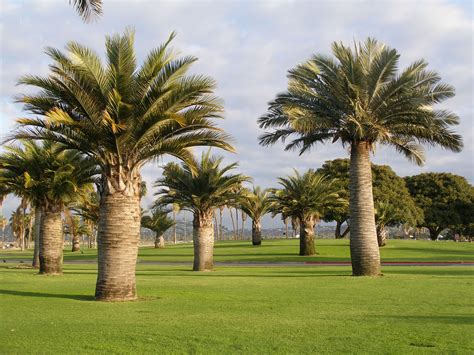 Where To Buy Palm Trees In Los Angeles at Barbara Soto blog