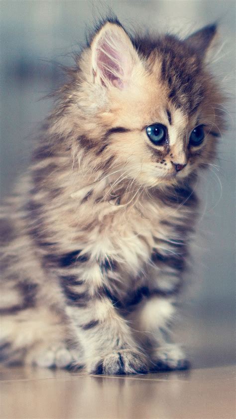 Adorable Kitten The Iphone Wallpapers