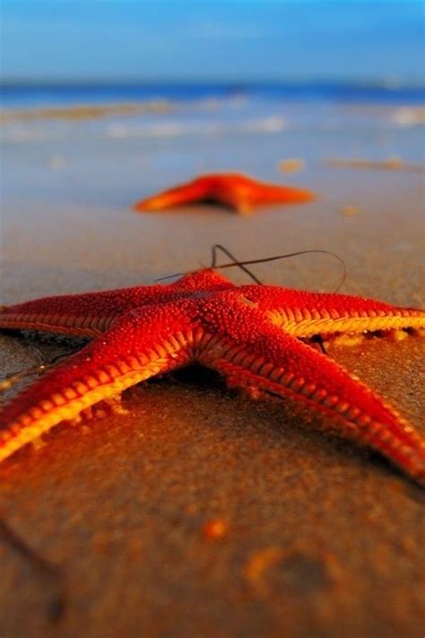 29 Best Octonautsocean Images On Pinterest Starfish