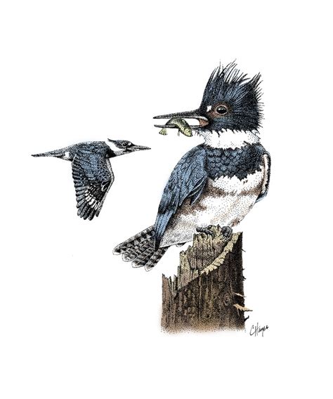 Belted Kingfisher An Art Print By Colin Hayes Inprnt