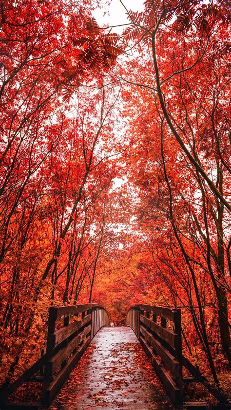 Into The Fall Autumn Scenery Autumn Landscape Autumn Forest