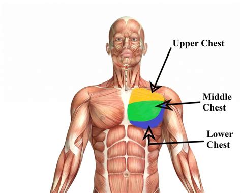 11 Best Chest Exercises At Home: To Build Bigger Chest Faster