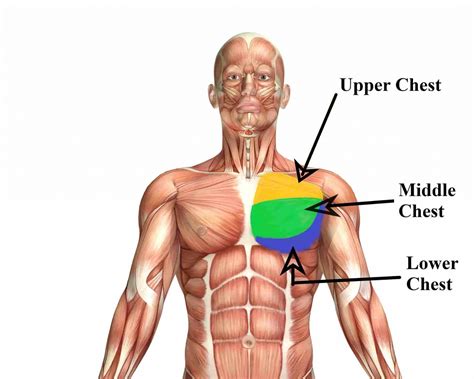 11 Best Chest Exercises At Home: To Build Bigger Chest Faster