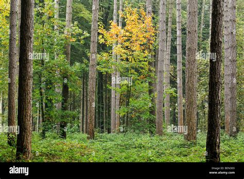 Northern Red Oak Quercus Rubra In Pine Forest Stock Photo Alamy