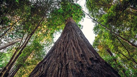 These Giants Are The Tallest Trees In The World HowStuffWorks