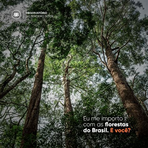 Campanha Destaca Importância De Preservar Florestas Brasileiras