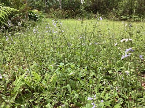 Florida Wildflower Lawns Ufifas Extension Orange County