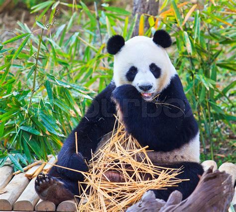 Panda Stock Image Colourbox