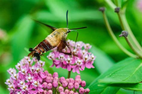 Macro Hummingbird Hawk Moth Stock Image Image Of Eating Insect 95792119