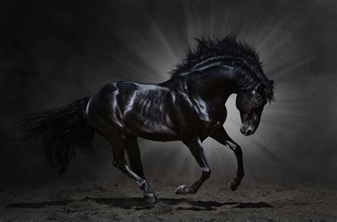 Caballos Fondos De Pantalla Horses Wallpapers Hd