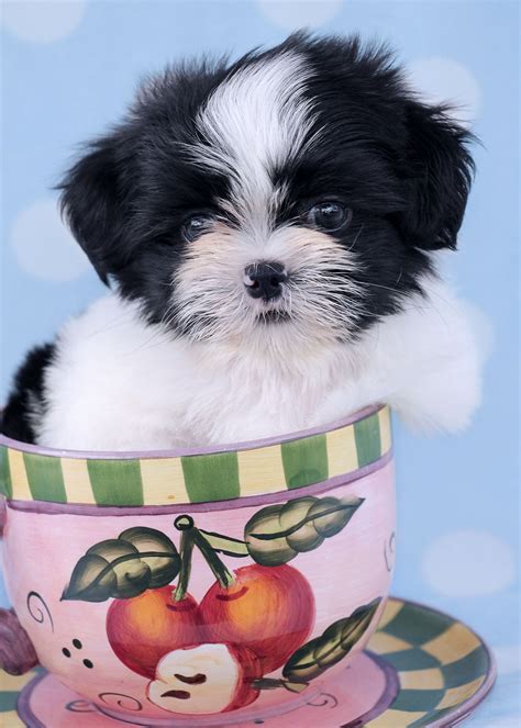 Shih Tzu Puppies South Florida Teacups Puppies And Boutique