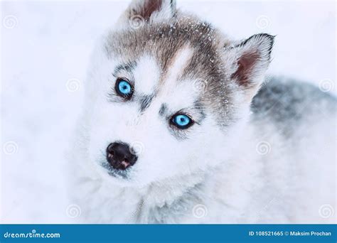 White Husky With Blue Eyes