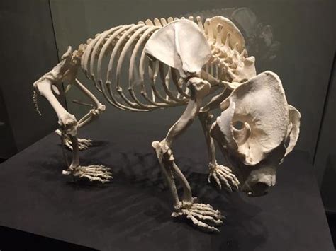 Panda Skeleton Picture Of Museum Fur Naturkunde Natural History