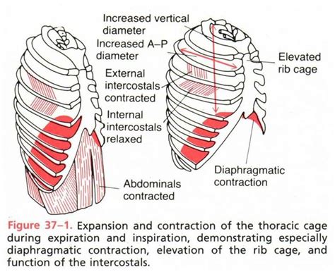 How to stretch out the muscles of the chest & rib cage. Labeled Lungs Diagram With Rib Cage Rib Cage Anatomy ...