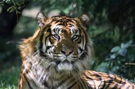 Hope For The Sumatran Tiger Zoo Berlin