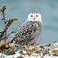5 Ways To Safely Observe A Snowy Owl  Rhode Island Monthly