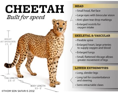 Did you know these fun facts and interesting bits of information? Cheetah: Built for speed