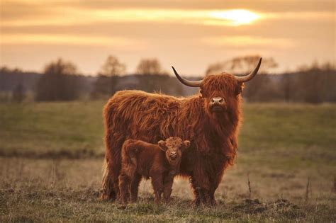 Scottish Highland Cattle A Hardy Breed Worth Raising Rural Living